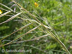Foto: Zierliches Federgras