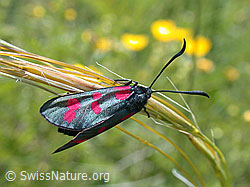 Foto: Gewöhnliches Widderchen (Zygaena filipendulae)