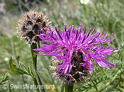 Photo: Alpen-Flockenblume, Blüte