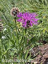 Photo: Alpen-Flockenblume