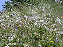 Foto: Wiese mit zierlichem Federgras