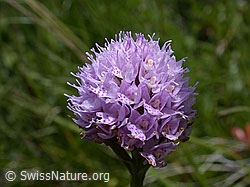 Kugelorchis (Traunsteinera globosa) (ESCN2251)