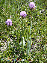 Kugelorchis (Traunsteinera globosa) (ESCN2253)
