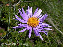 Foto: Alpen-Aster, Blüte