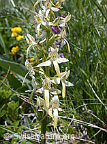 Photo: Platanthera bifolia