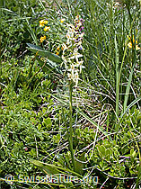 Photo: Platanthera bifolia