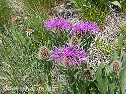 Photo: Federige Flockenblume, Blüten