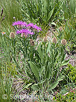 Photo: Federige Flockenblumen