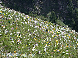 Foto: Bergwiese mit unzähligen weissen Trichterlilien