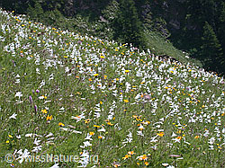 Wiese mit unzähligen weissen Trichterlilien (ESCN2278)