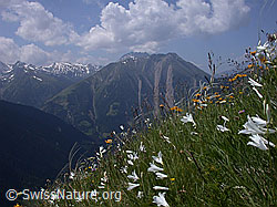 ESCN2285: Weisse Trichterlilien und Federgras