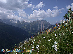 ESCN2287: Bergwiese mit weissen Trichterlilien und Federgras