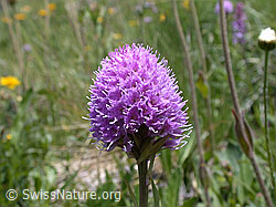 Kugelorchis (Traunsteinera globosa) (ESCN2290)