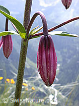 Photo: Knospe des Türkenbund