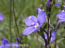 Foto: Felsen-Ehrenpreis, Blüte
