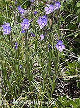 Foto: Felsen-Ehrenpreis