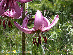 Photo: Türkenbund, Blüte