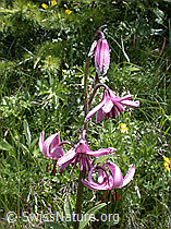 Photo: Türkenbund, Blüten