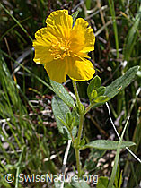 Foto: Grossblütiges Sonnenröschen