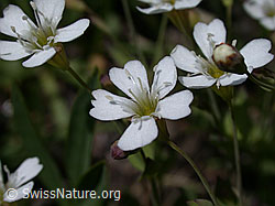 Foto: Felsen-Leimkraut, Blüte