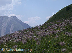 Foto: Wiese mit verblühten Schwefel-Anemonen.