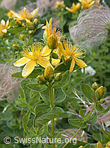 Foto: Geflecktes Johanniskraut