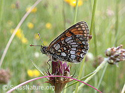 ESCN2365: Wachtelweizen-Scheckenfalter