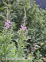 Photo: Epilobium angustifolium