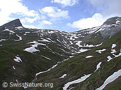 ESCN2388: Furggulti: Holzjihorn, Fäldbachtal, Turbechepf