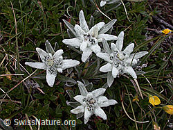 Photo: Gruppe mit 4 Edelweiss