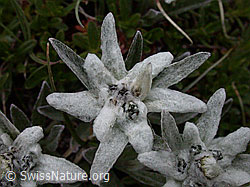 Photo: Edelweiss, Blüte