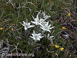 Photo: Edelweiss