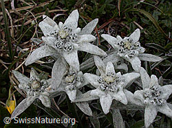 Photo: Gruppe Edelweiss