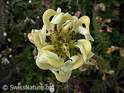 Photo: Knolliges Läusekraut, Blütenstand von oben