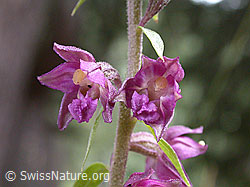 Braunrote Sumpfwurz (Epipactis atrorubens) (14.07.2002, ESCN2423)