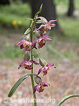 Braunrote Sumpfwurz (Epipactis atrorubens) (14.07.2002, ESCN2426)