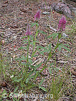 Photo: Trifolium rubens