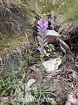 Photo: Ährige Glockenblume (Campanula spicata)