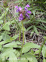 Photo: Gemeine Brunelle