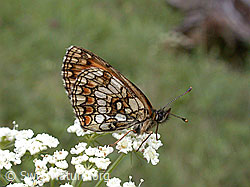 Photo: Wachtelweizen-Scheckenfalter (Melitaea athalia)