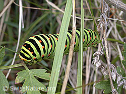 Foto: Raupe des Schwalbenschwanz