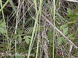 Photo: Raupe des Papilio machaon
