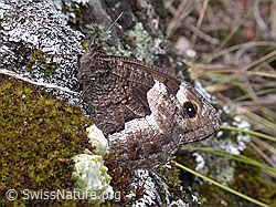 Walliser Waldportier (Hipparchia genava) (14.07.2002, ESCN2454)