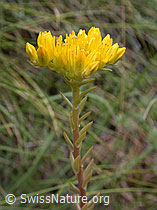 Photo: Felsen-Mauerpfeffer (Sedum rupestre)