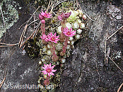 Foto: Spinnweb-Hauswurz auf Felsen