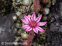 Foto: Spinnweb-Hauswurz, Blüte