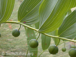 Foto: Echtes Salomonssiegel (Polygonatum odoratum) mit unreifen Früchten