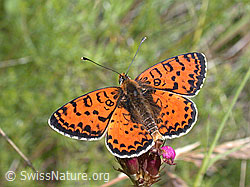 Roter Scheckenfalter (Melitaea didyma) auf Skabiosen-Flockenblume (Centaurea scabiosa)