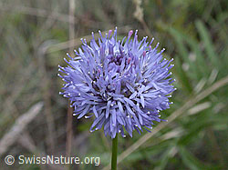 Jasione montana (ESCN2504)