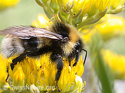 Foto: Hellgelbe Erdhummel (Bombus lucorum) auf Berg-Mauerpfeffer